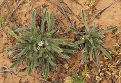 Cryptantha crassisepala crassisepala
