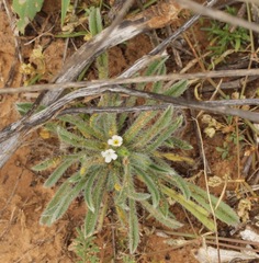 Cryptantha crassisepala crassisepala
