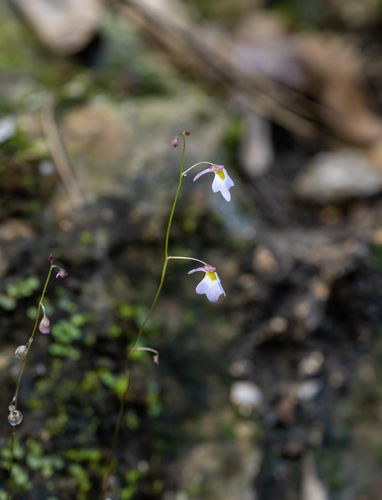 striped bladderwort