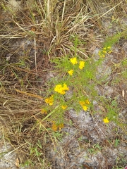Image of Euthamia graminifolia
