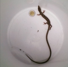 Gerrhonotus ophiurus