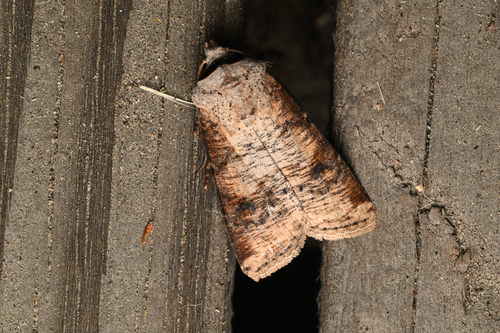 Euxoa bochus photo 4