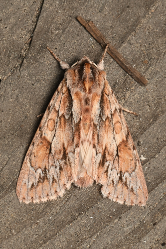 Andropolia theodori photo 3