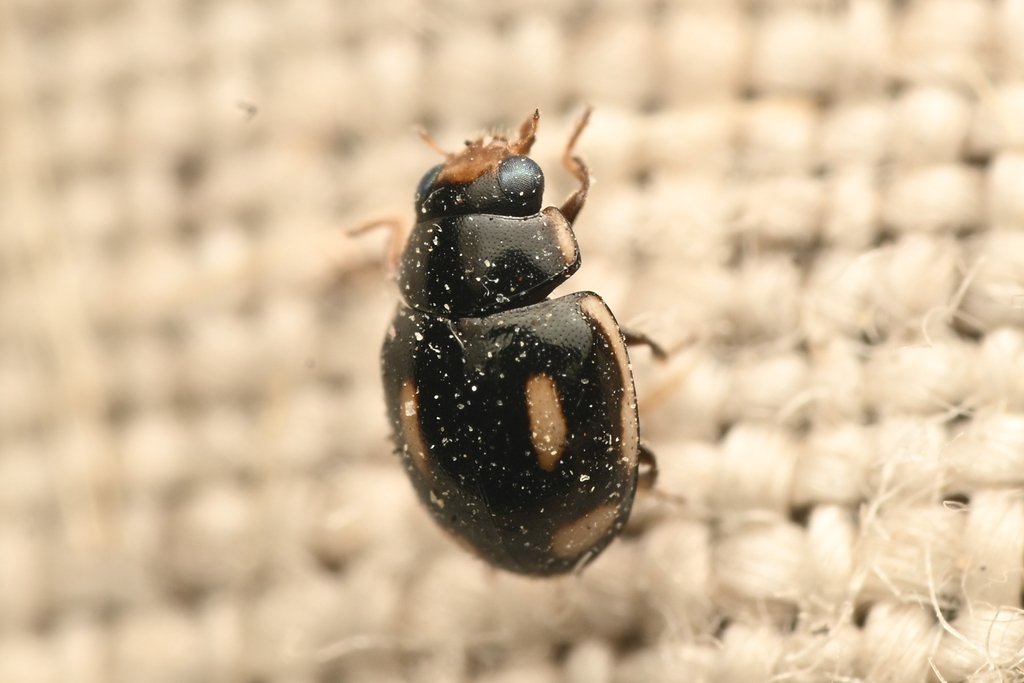 Hyperaspis simulatrix