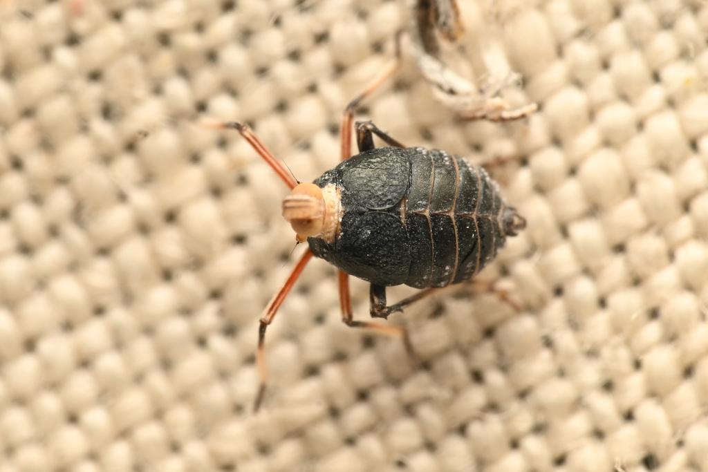 Acinaca lurida
