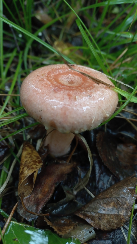 Lactarius torminosus · August 2025 · photo: © olkairkutsk (iNaturalist, cc-by)