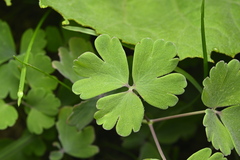 Aquilegia oxysepala, photograph (c) Saryu Mae 前 朝琉, some rights reserved (CC BY)