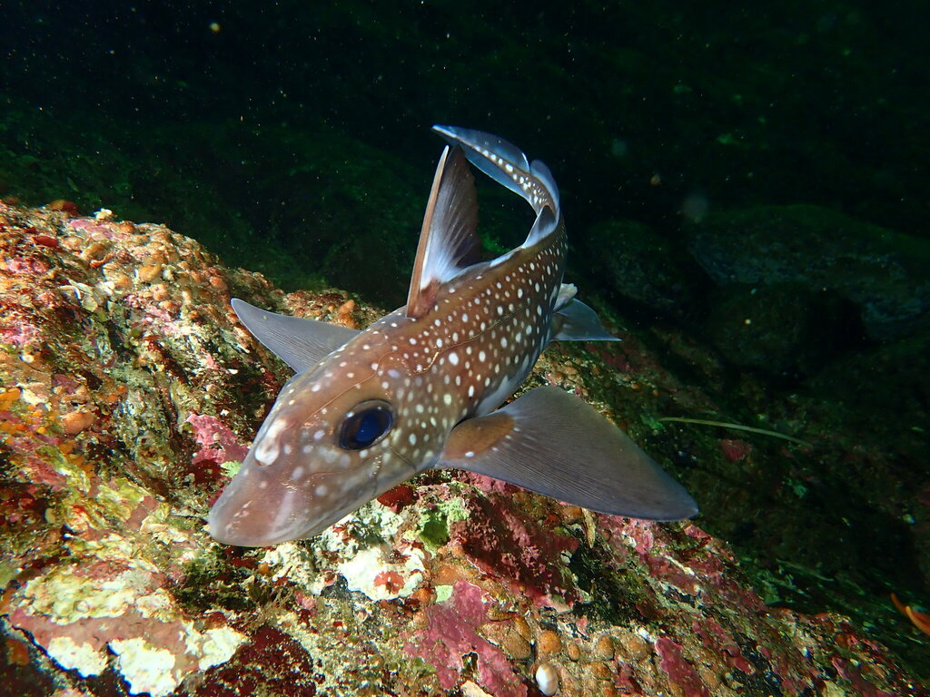 Spotted Ratfish
