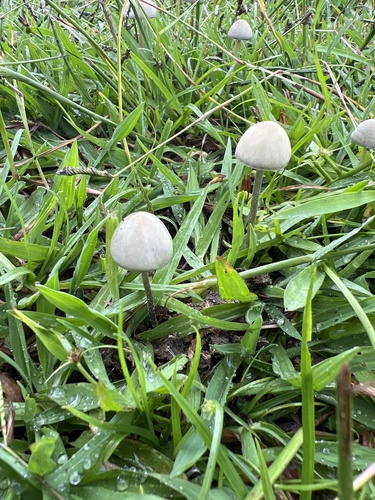 Panaeolus cyanescens, 2025-08-29