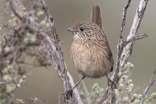 Western Grasswren (Amytornis textilis), photo 9