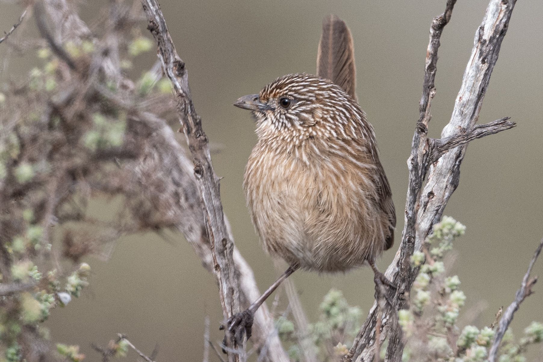 Western Grasswren (Amytornis textilis), photo 9