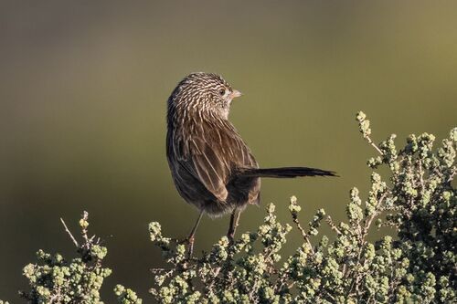 Western Grasswren (Amytornis textilis), photo 10