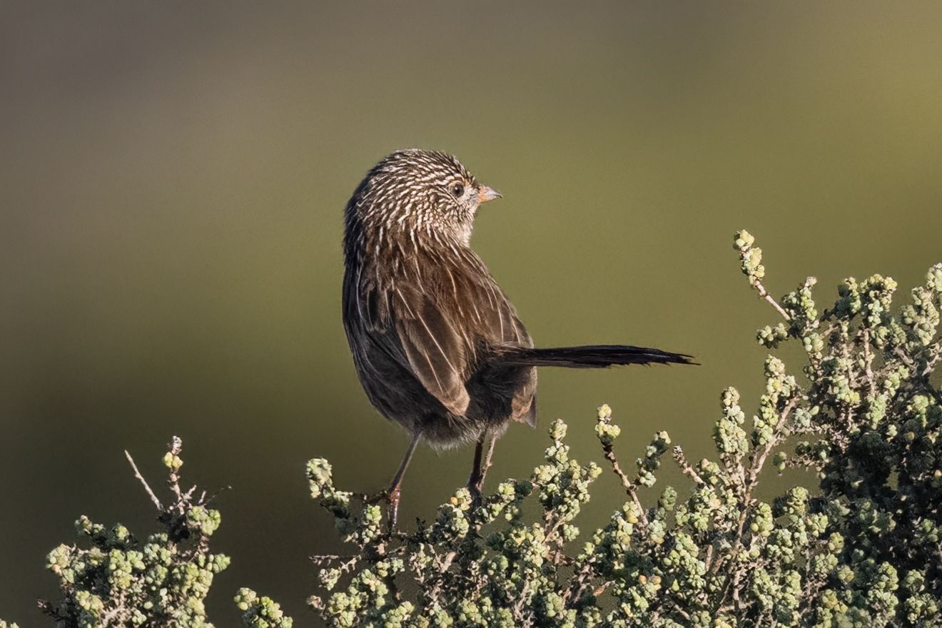 Western Grasswren (Amytornis textilis), photo 10