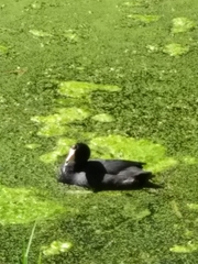 Fulica americana