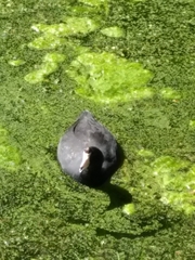 Fulica americana