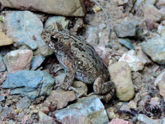 Incilius mazatlanensis