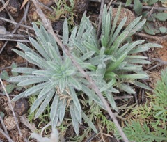 Plantago patagonica