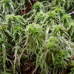 Sphagnum recurvum