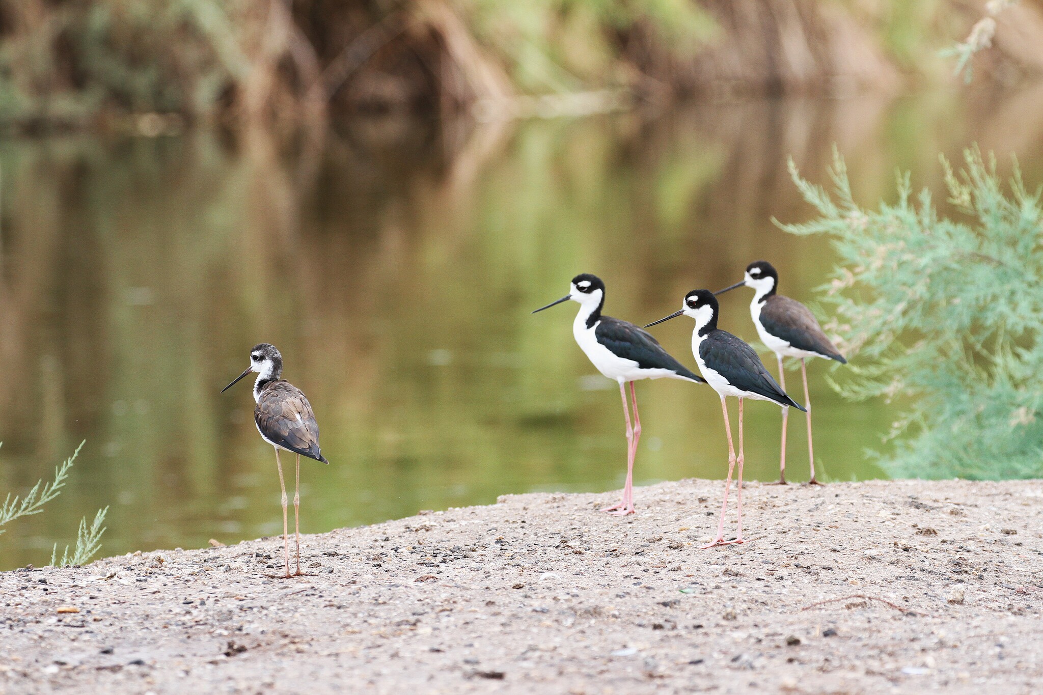 Black-necked Stilt illustration