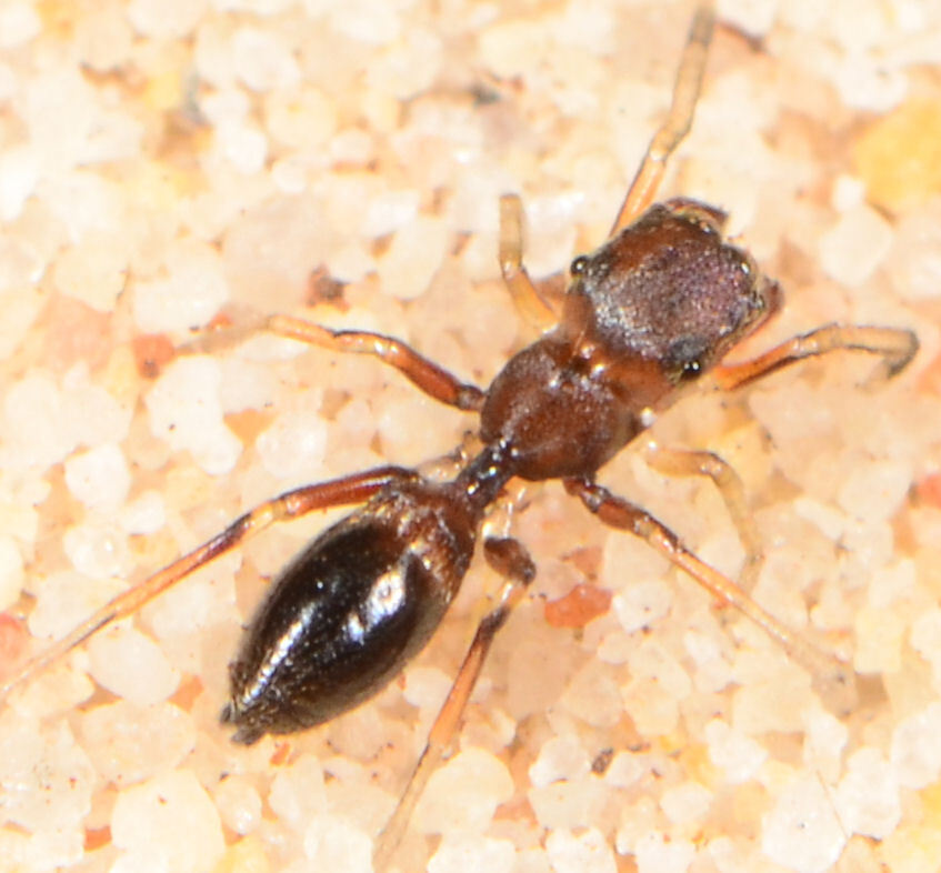 Belippo meridionalis