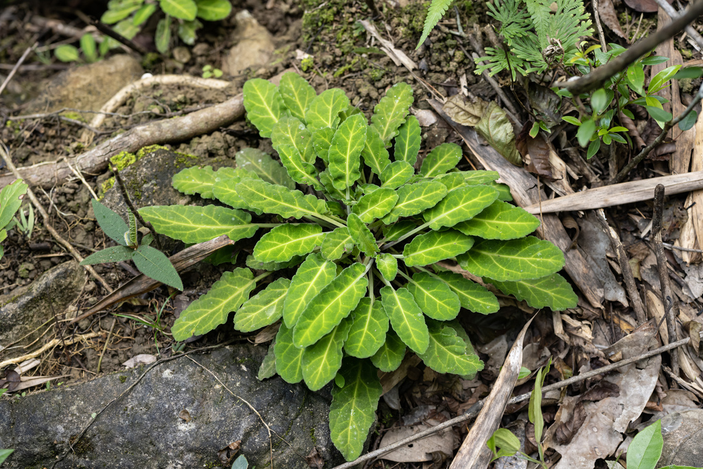 Salvia sonchifolia (Salvia sonchifolia)