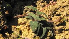 Spigelia genuflexa