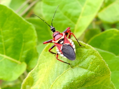 Apiomerus flaviventris