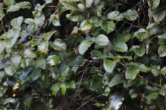 Todus angustirostris