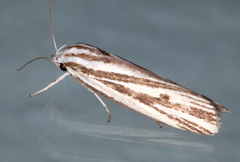 Xylorycta austera