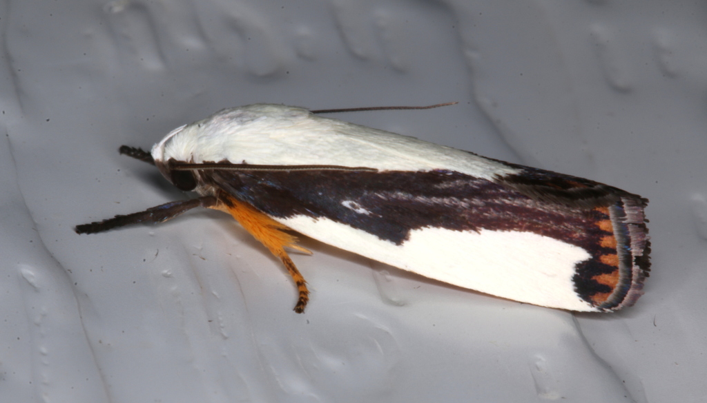 Philarista