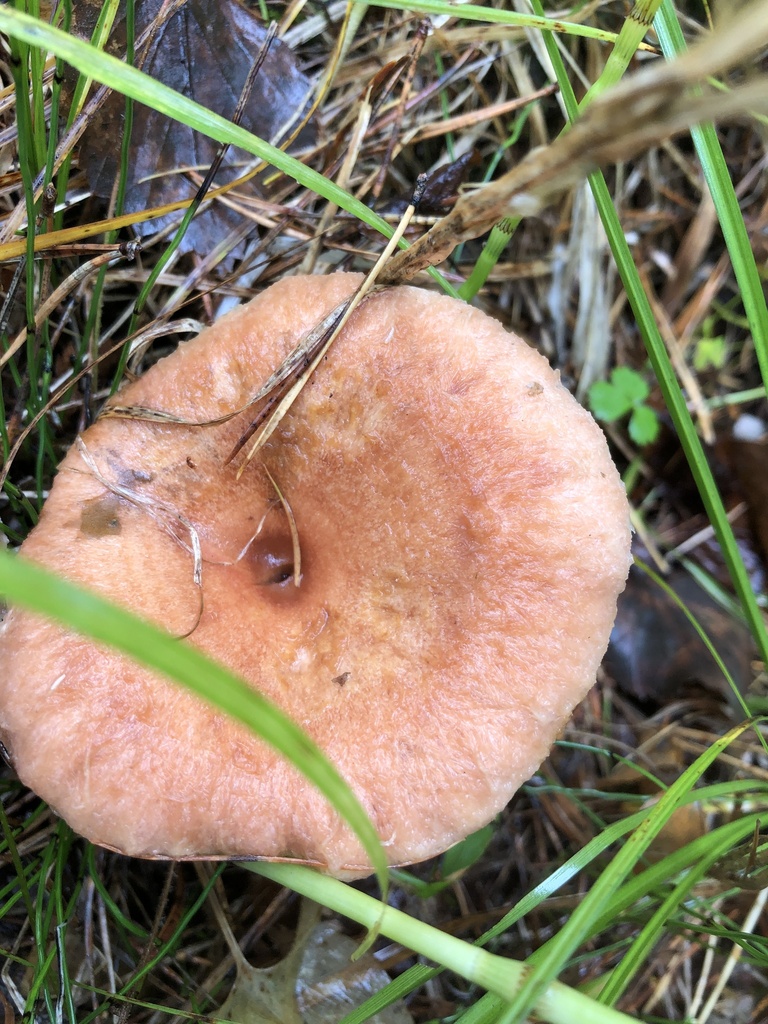 Lactarius torminosus · August 2025 · photo: © ro_ko (iNaturalist, cc-by)