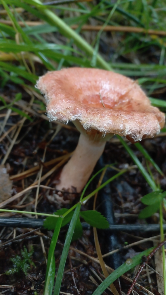 Lactarius torminosus · August 2025 · photo: © olkairkutsk (iNaturalist, cc-by)