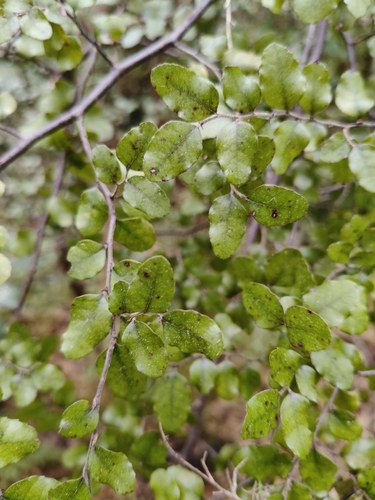 Nothofagus × apiculata (Nothofagus × apiculata)