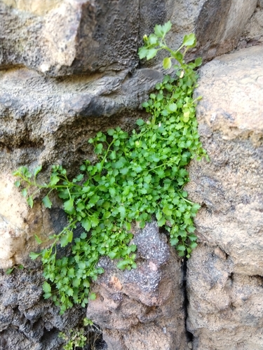 Image of Wimmerella hedyotidea by no rights reserved