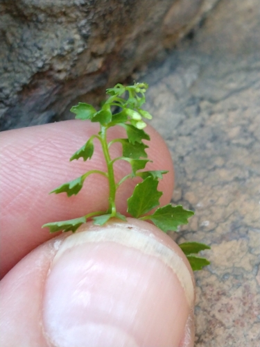 Image of Wimmerella hedyotidea by no rights reserved