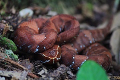 Agkistrodon russeolus