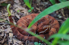 Agkistrodon russeolus