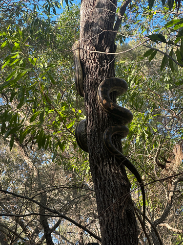 Coastal Carpet Python sighting