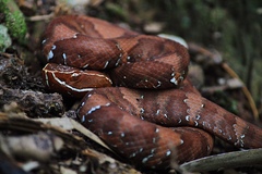 Agkistrodon russeolus