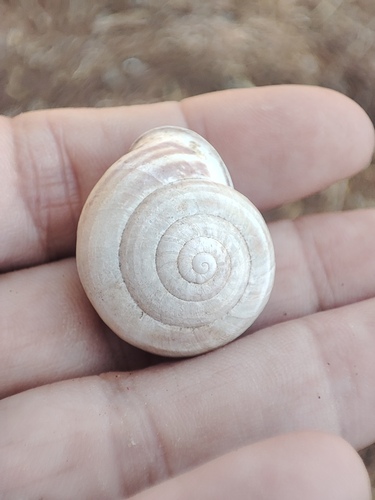 Eobania vermiculata