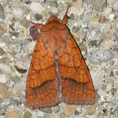 Pyrrhia cilisca