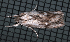 Xyloryctidae