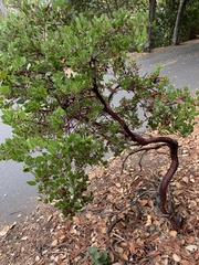 Arctostaphylos montana