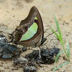 Polyura bharata