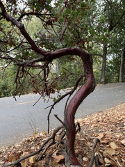 Arctostaphylos montana