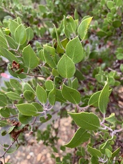 Arctostaphylos montana