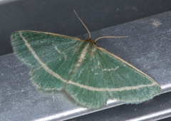 Mixocera latilineata