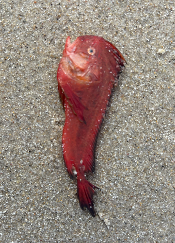 Whiskered prowfish (Neopataecus waterhousii) — Pataecidae — 5
