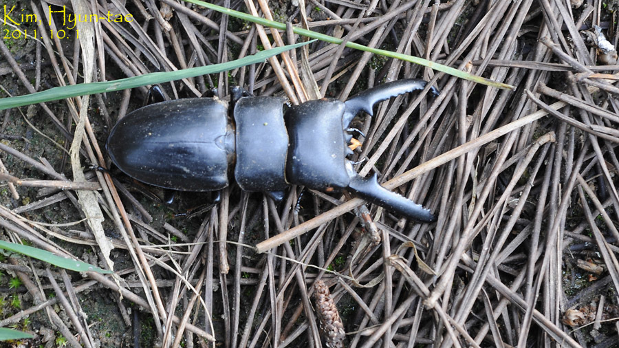 Titan du Brésil (Serrognathus titanus)