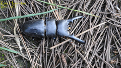 Serrognathus titanus castanicolor